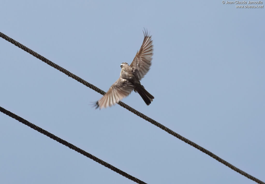 Tyran pirateadulte, Vol