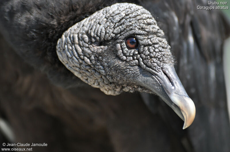 Black Vulture