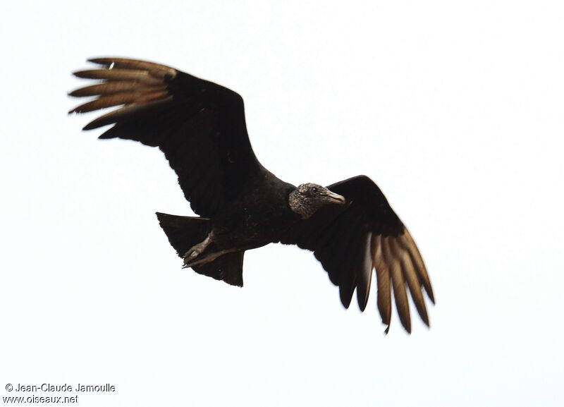 Black Vulture