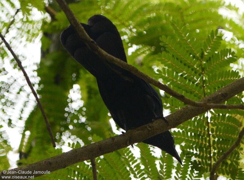 Giant Cowbird