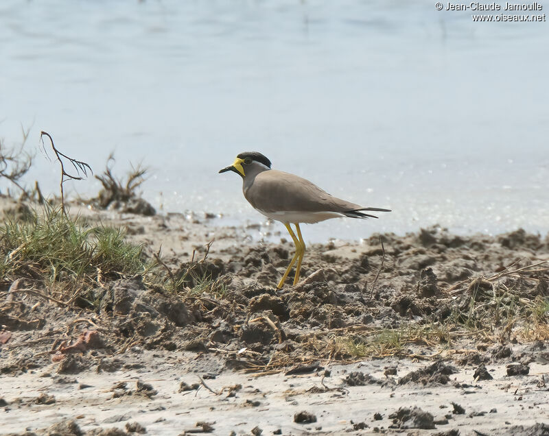 Yellow-wattled Lapwingadult