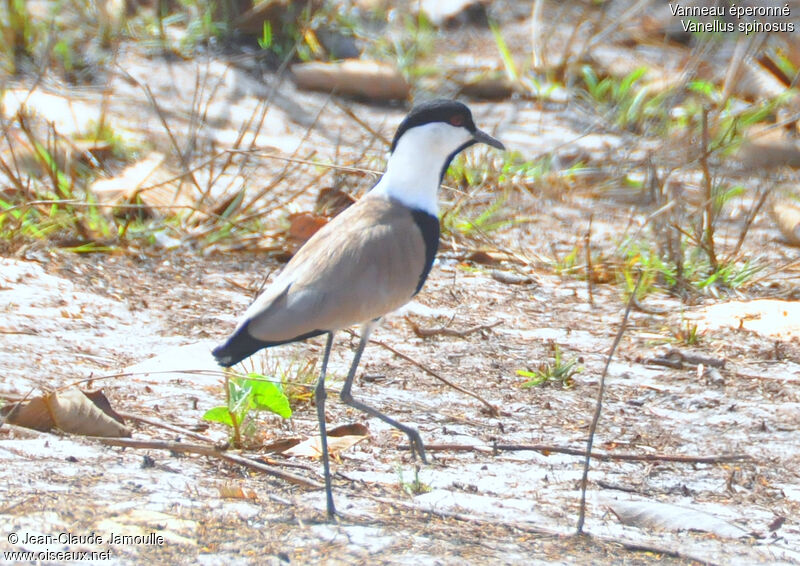 Vanneau éperonné, identification