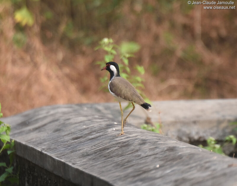 Red-wattled Lapwingadult