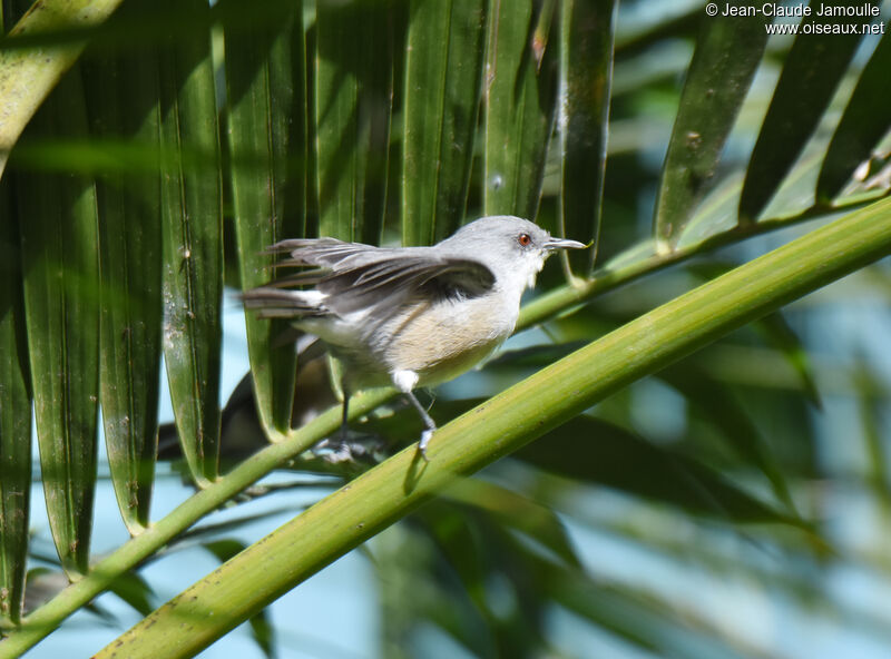 Zostérops gris