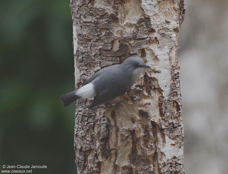 Zostérops gris, identification