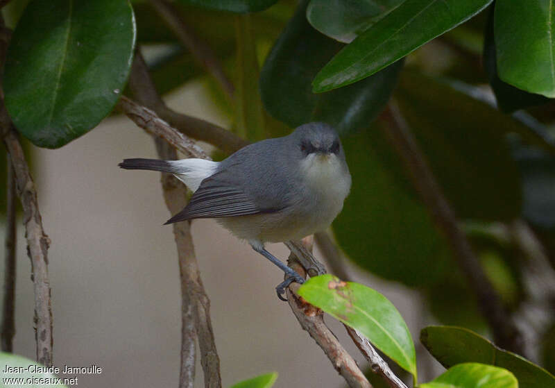 Mauritius Grey White-eyeadult, identification