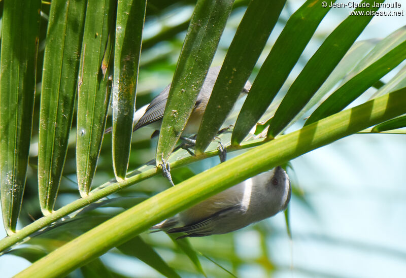 Zostérops gris