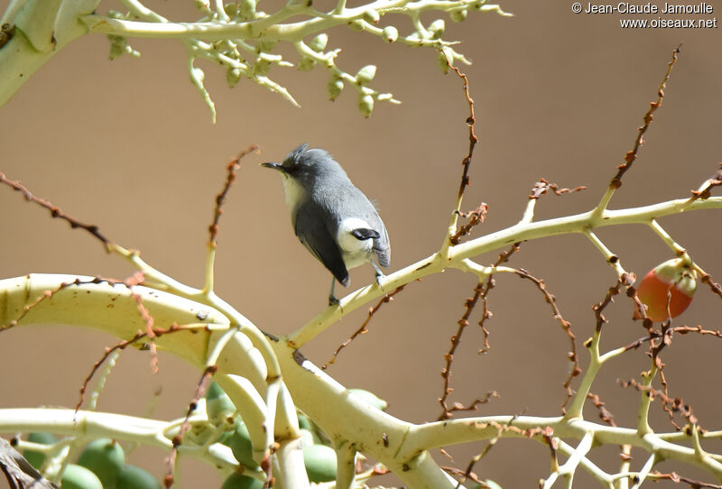 Zostérops gris