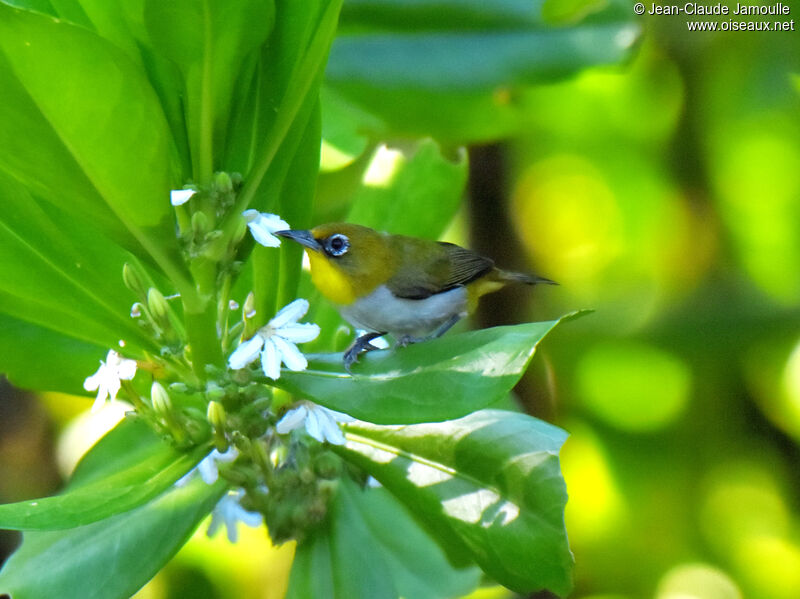 Malagasy White-eye