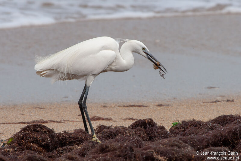 Little Egretadult