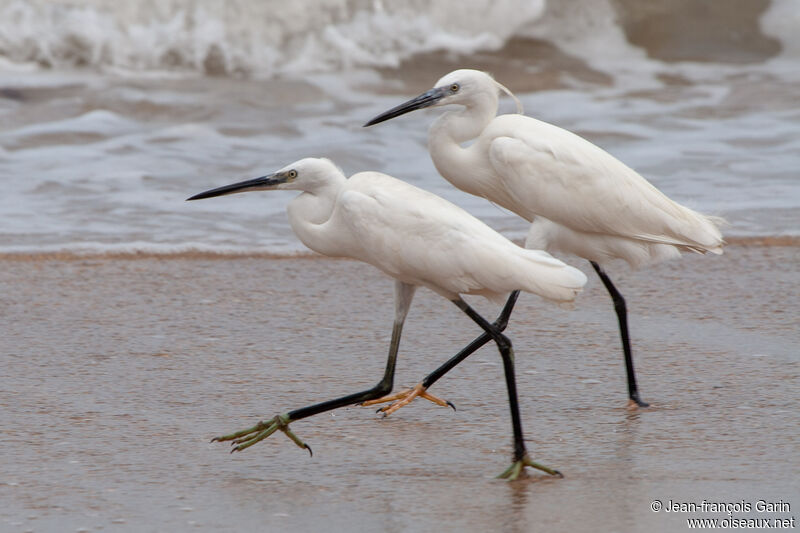 Little Egret