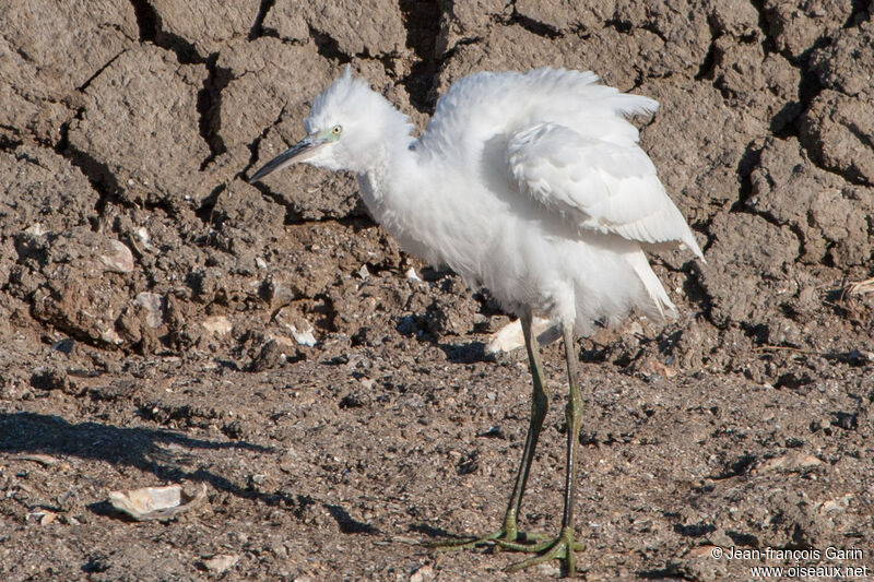 Little Egretjuvenile