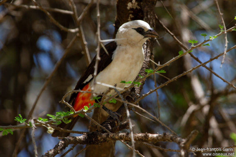 White-headed Buffalo Weaver