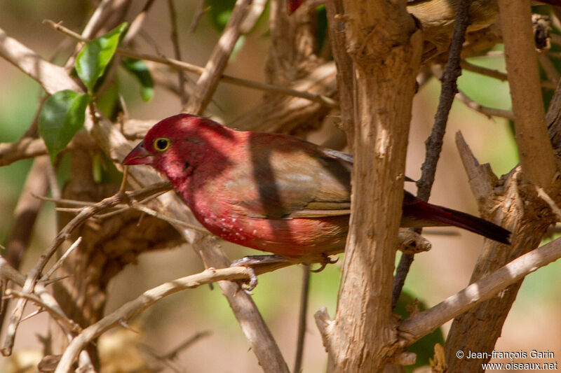 Red-billed Firefinch