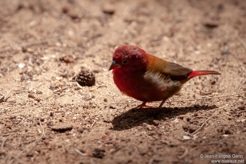 Red-billed Firefinch