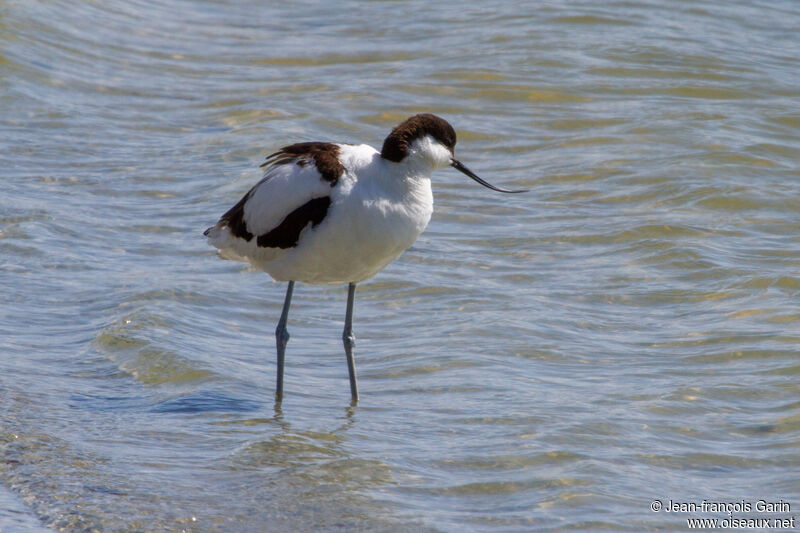 Pied Avocet