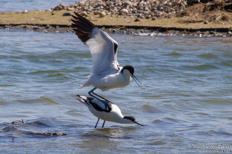 Avocette éléganteadulte, accouplement.