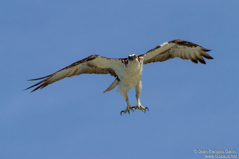 Osprey