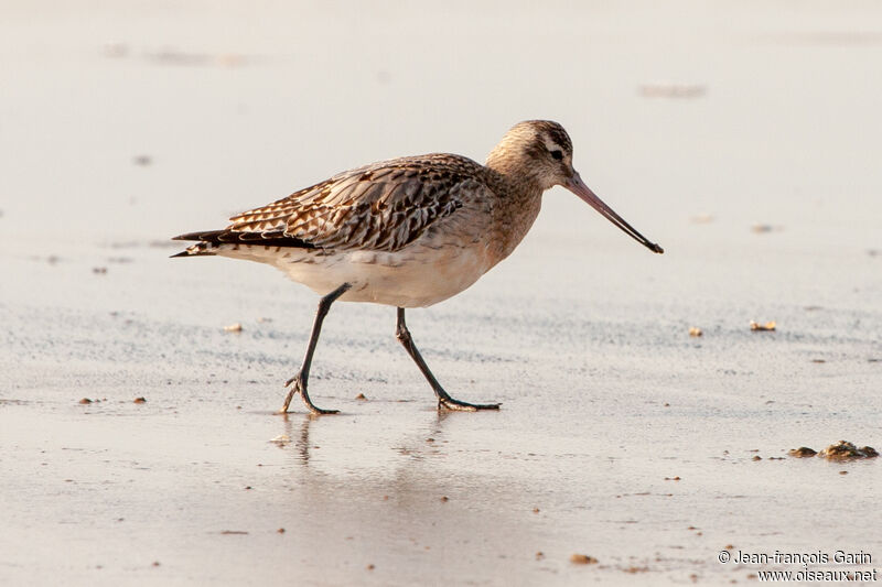 Bar-tailed Godwitadult post breeding