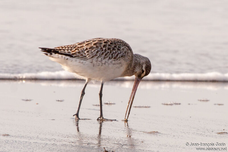 Bar-tailed Godwitadult post breeding, eats