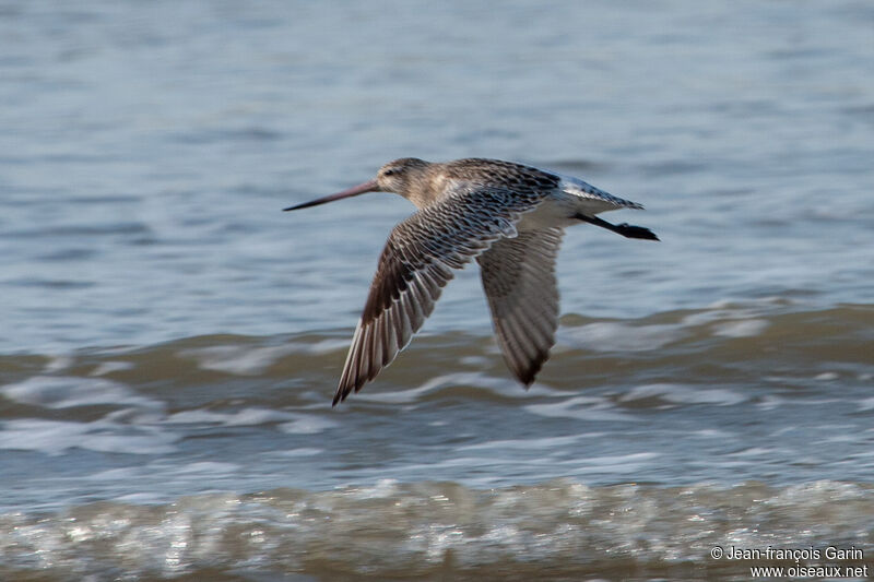 Bar-tailed Godwitadult post breeding, Flight