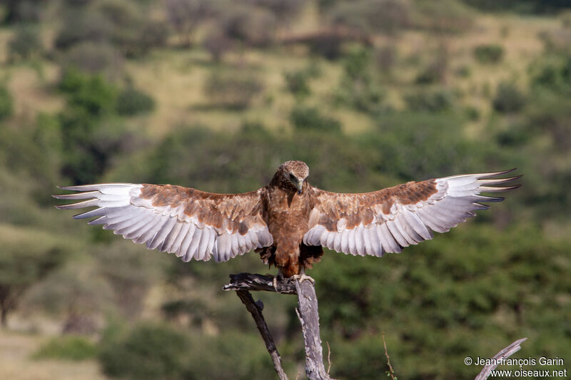 Bateleur des savanesjuvénile