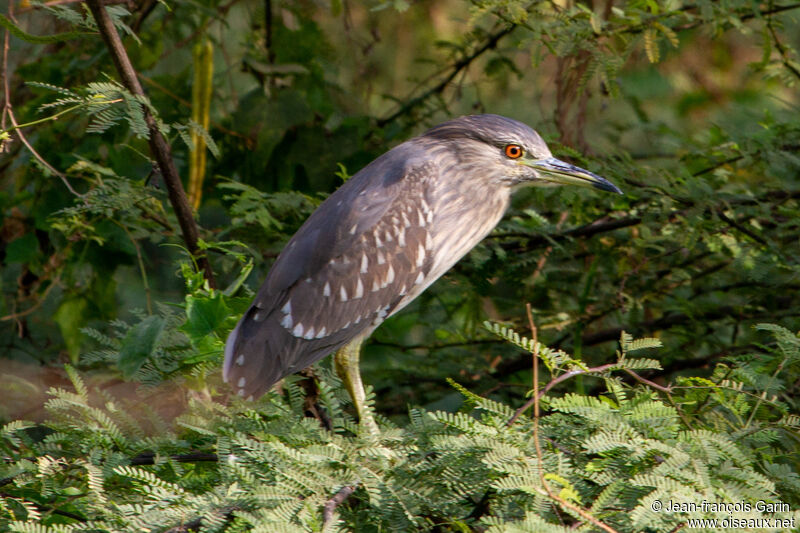 Black-crowned Night Heronjuvenile