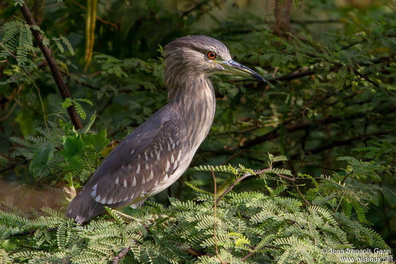 Black-crowned Night Heronjuvenile