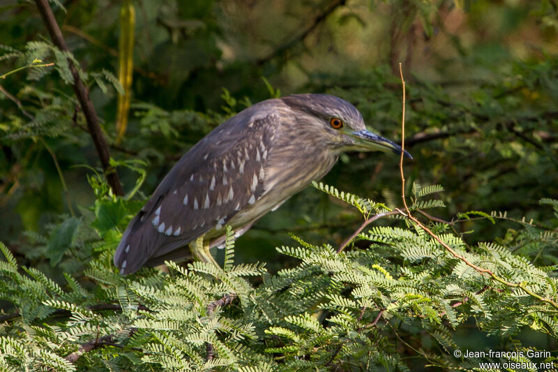 Black-crowned Night Heronjuvenile