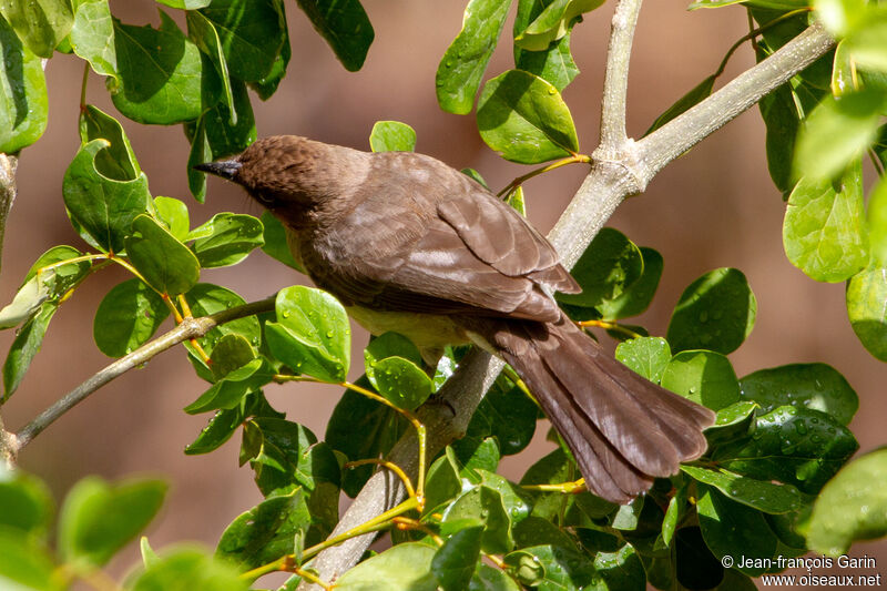 Common Bulbul