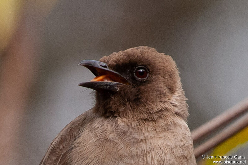 Common Bulbul