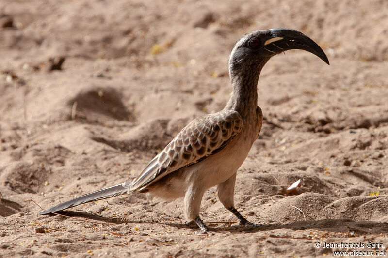 African Grey Hornbill