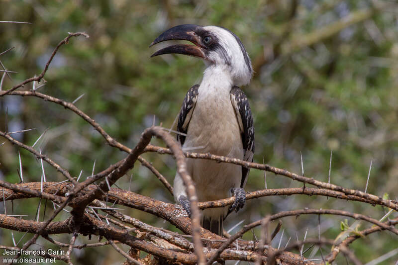 Calao de Deckenimmature, portrait