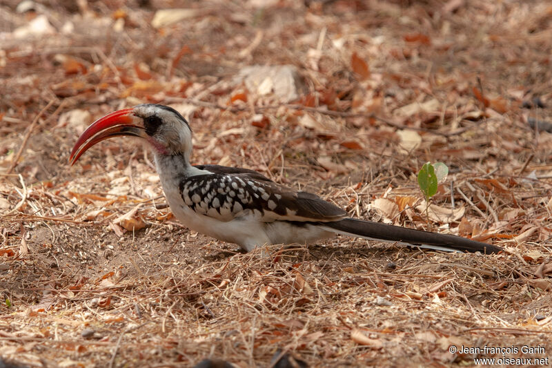 Western Red-billed Hornbill