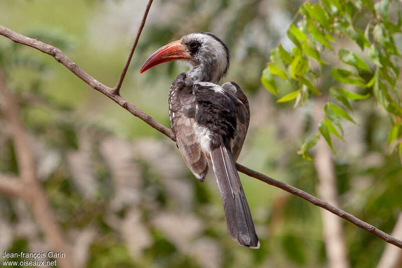 Western Red-billed Hornbilladult, pigmentation