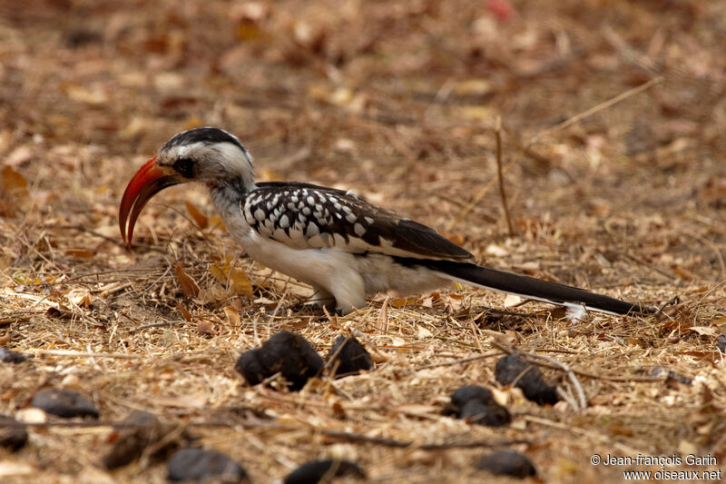 Western Red-billed Hornbill