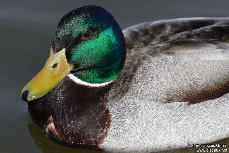 Mallard male adult