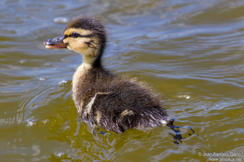 Canard colvertPoussin