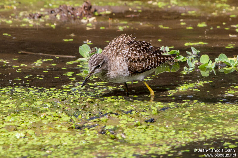 Wood Sandpiper