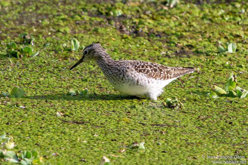 Wood Sandpiper