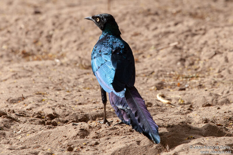 Long-tailed Glossy Starling