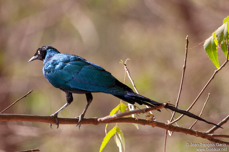 Long-tailed Glossy Starling