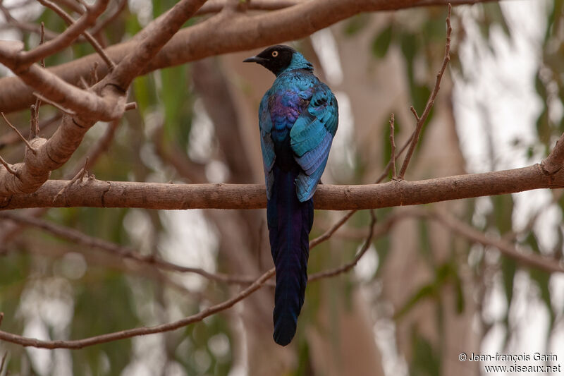 Long-tailed Glossy Starling