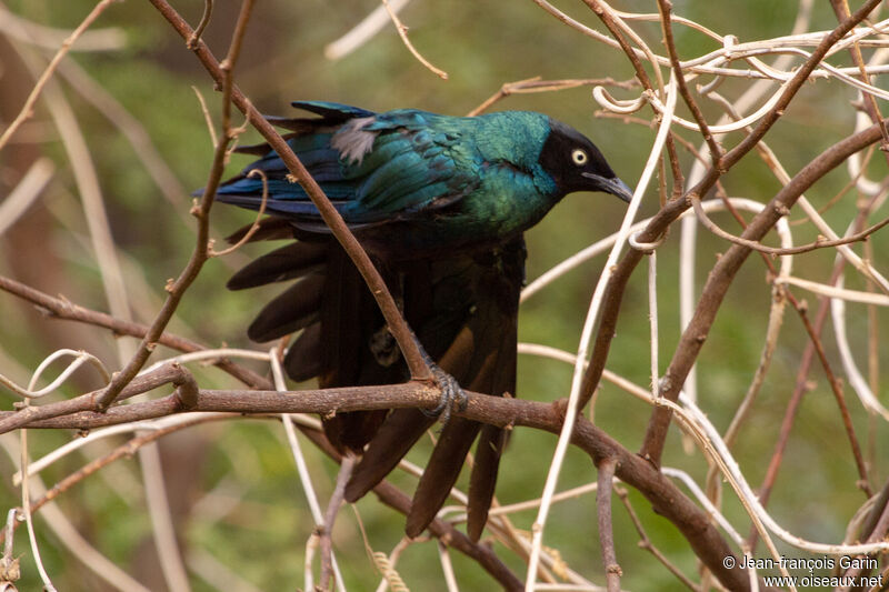 Long-tailed Glossy Starling