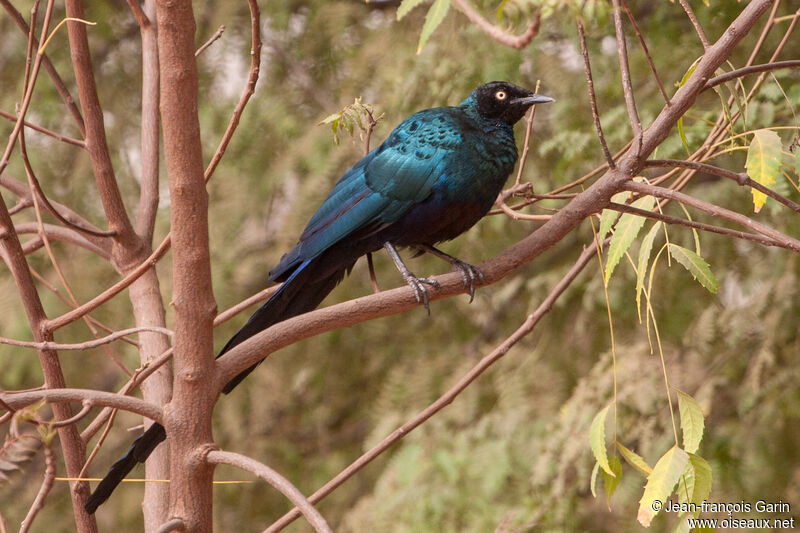 Long-tailed Glossy Starling