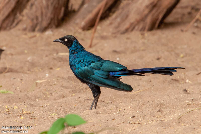 Long-tailed Glossy Starlingadult, identification