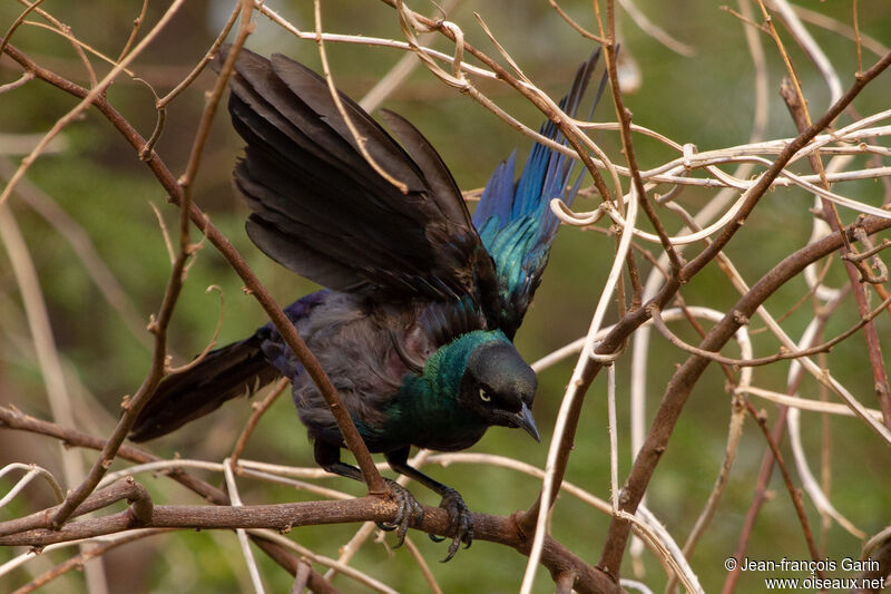 Long-tailed Glossy Starling