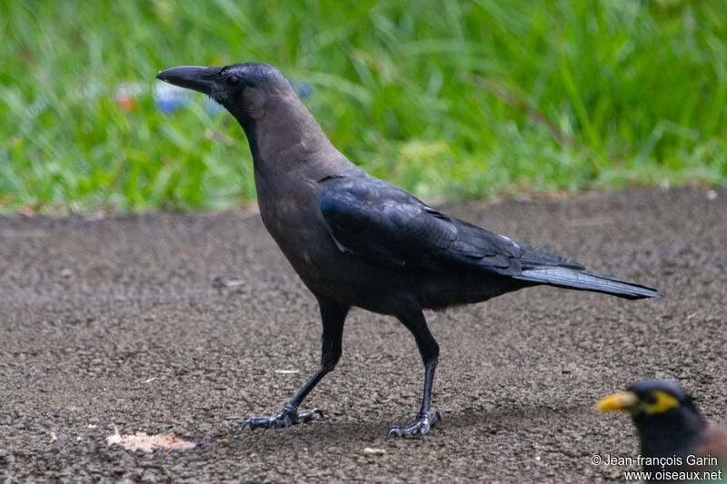 House Crow