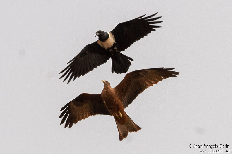 Corbeau pie, Comportement