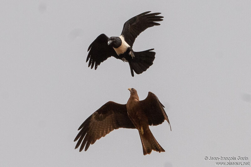 Pied Crow, Behaviour